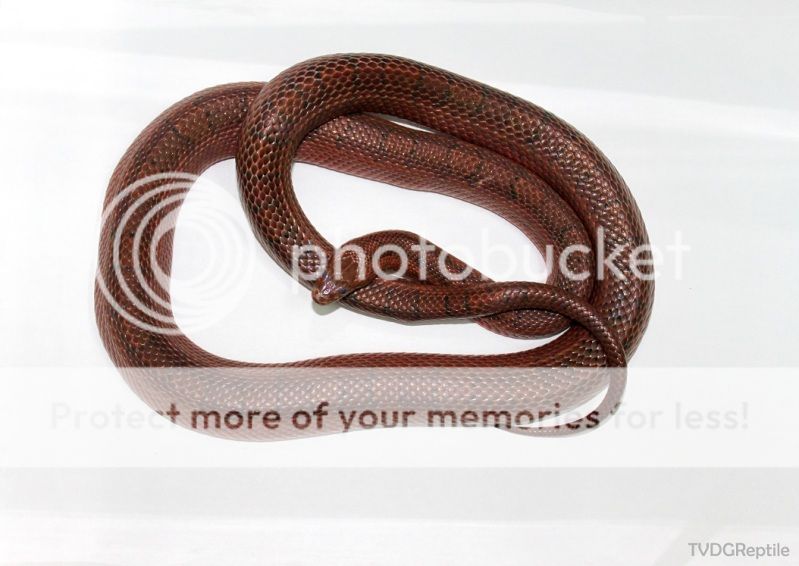 TVDG_REPTILE_F_BLOOD_RED_HET_AMEL_CORN_SNAKE.jpg