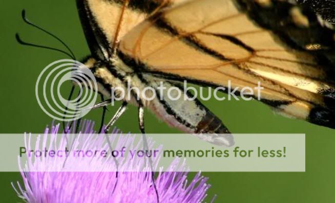 Butterfly Photo Picture