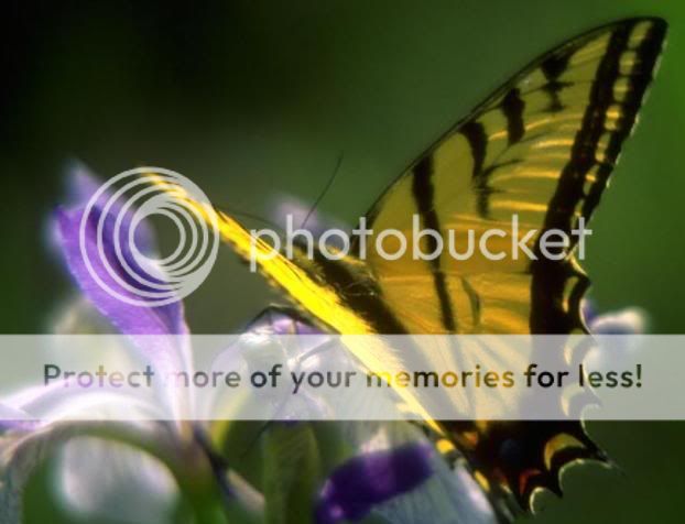 Butterfly Photo Picture