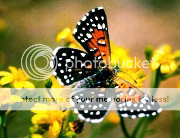 Butterfly Photo Picture