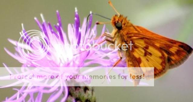Butterfly Photo Picture