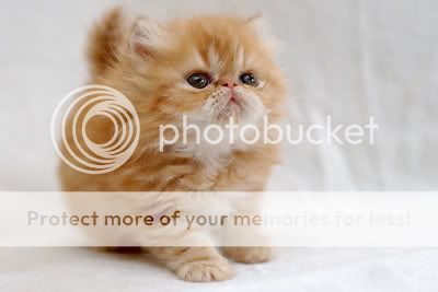 Cat Photo Picture