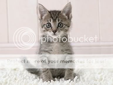 Cat Photo Picture
