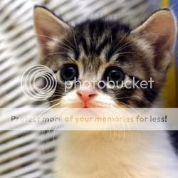 Cat Photo Picture