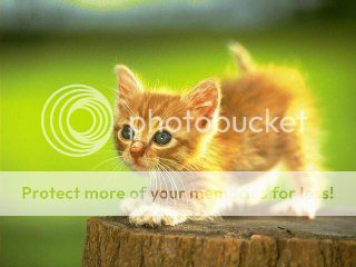 Cat Photo Picture
