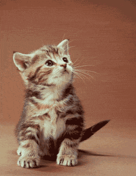 Cat Photo Picture