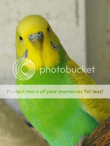 budgie.jpg