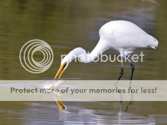 IMAGE: http://i674.photobucket.com/albums/vv106/dakotap67/25-14_zps7dda5ac7.jpg