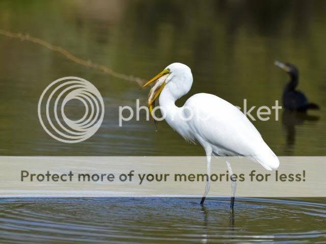 IMAGE: http://i674.photobucket.com/albums/vv106/dakotap67/25-16_zps273969fc.jpg