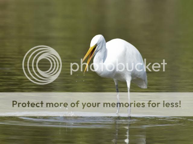 IMAGE: http://i674.photobucket.com/albums/vv106/dakotap67/25-17_zpsecc790b2.jpg