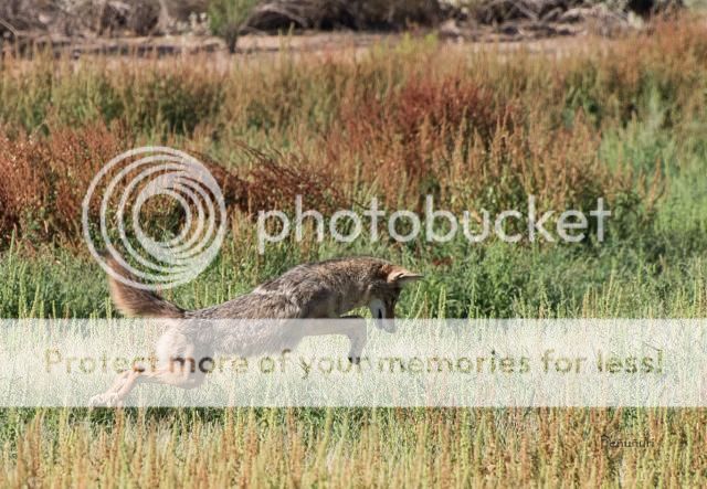 IMAGE: http://i674.photobucket.com/albums/vv106/dakotap67/DSC_0605_zps55f4a9e6.jpg