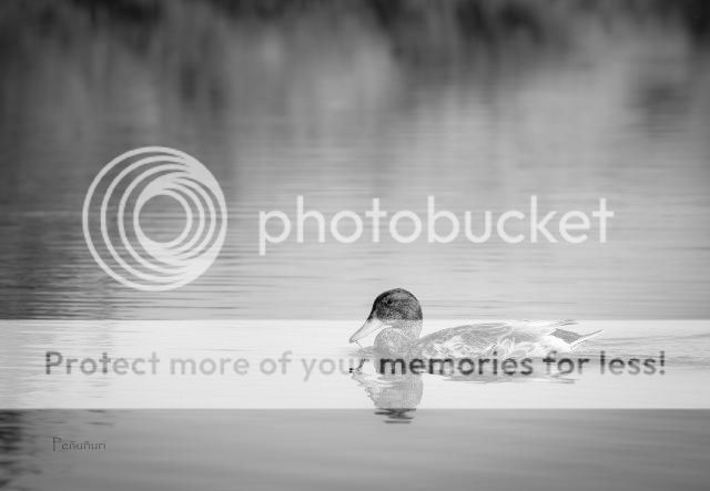 IMAGE: http://i674.photobucket.com/albums/vv106/dakotap67/DSC_0620-2_zpsf995781e.jpg