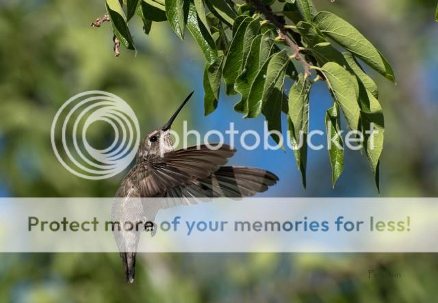 IMAGE: http://i674.photobucket.com/albums/vv106/dakotap67/DSC_0677_zps5d948dd0.jpg