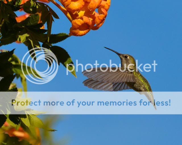 IMAGE: http://i674.photobucket.com/albums/vv106/dakotap67/DSC_2191_zpsfa260815.jpg