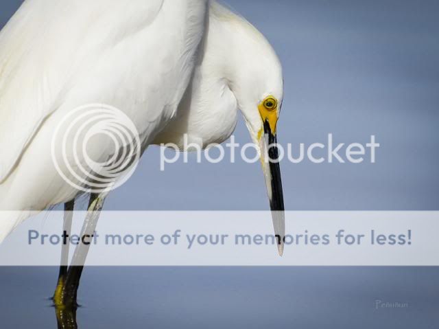 IMAGE: http://i674.photobucket.com/albums/vv106/dakotap67/Egret1_zps3324e2df.jpg