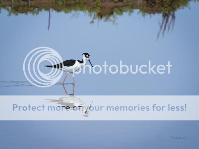 IMAGE: http://i674.photobucket.com/albums/vv106/dakotap67/Stilt1_zps86025057.jpg