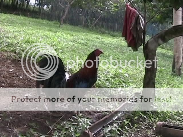 Gamefowl+Pens+For+Sale Gamefowl Pens For Sale http://www.sabong.com.ph/forum/showthread.php?t ...
