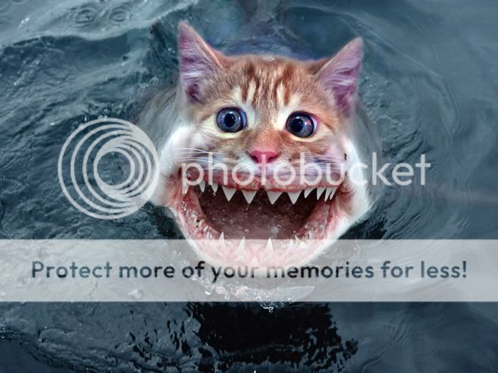 fotos de animales extraños fotos de animales extraños