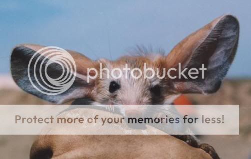 fotos de animales extraños fotos de animales extraños