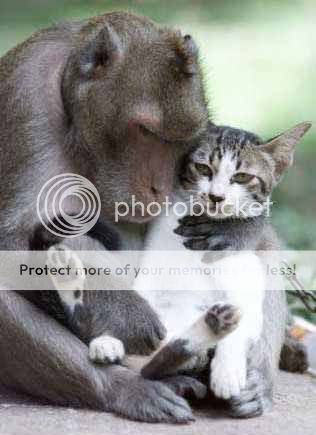 Animales Extraños, Anim. Divertidos, Anim. Muy extraños ja Animales Extraños, Anim. Divertidos, Anim. Muy extraños ja