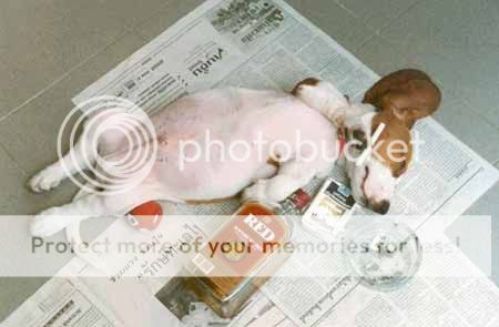 fotos de animales extraños fotos de animales extraños