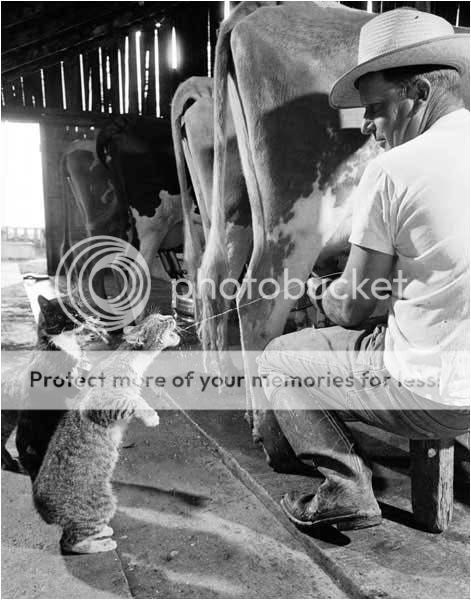 fotos de animales extraños fotos de animales extraños