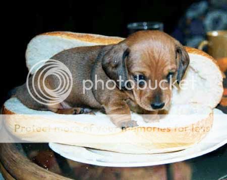 fotos de animales divertidos fotos de animales divertidos