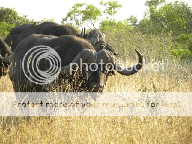 BigKrugerBuffaloBull.jpg