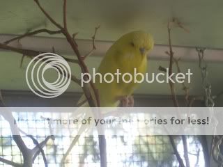budgies44.jpg