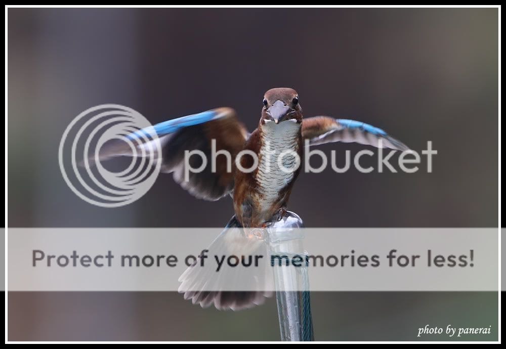 * * * 跣脚 钢管秀 * * *