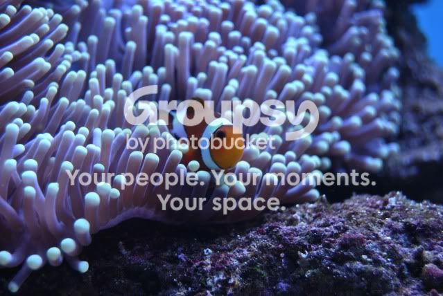 [TodoMarino.com] xavireef v.2