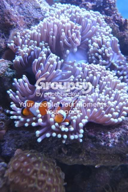 [TodoMarino.com] xavireef v.2